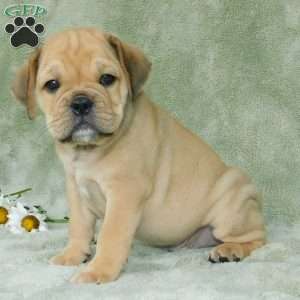Brody, Miniature Bulldog Puppy